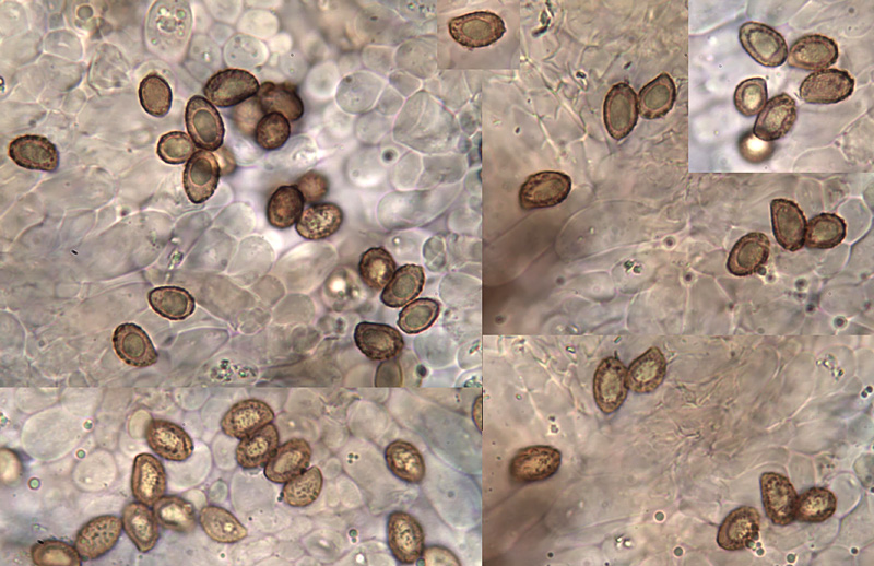 Cortinarius intempestivus spores Cortinarius intempestivus spory